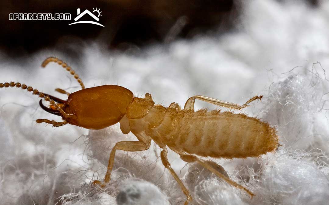 مكافحة حشرات النمل الأبيض موقع أفكار بيتي