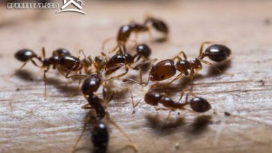 كيفية مكافحة النمل