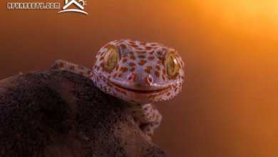 حماية البيت من البرص