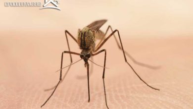 التخلص من البعوض