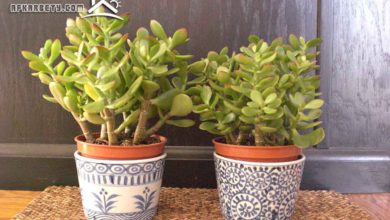 تأثير النباتات على الطاقة الإيجابية بالمنزل