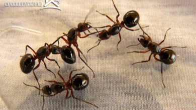 طريقة التخلص من النمل