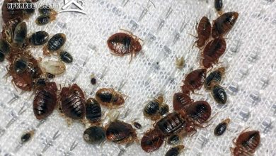 اضرار حشرة الفراش