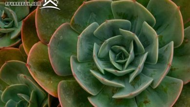 جلب الطاقة الايجابية للمنزل